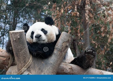 Female Giant Panda In South Korea Stock Photo Image Of Conservation