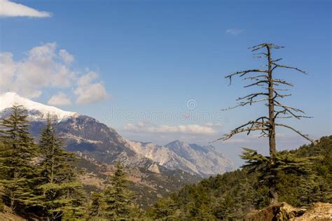 Dried Cedar And Snowy Mountain Views Stock Image Image Of Pine