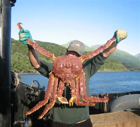 Best Tips For Catching Alaska King Crab Fishing Hacking Skill