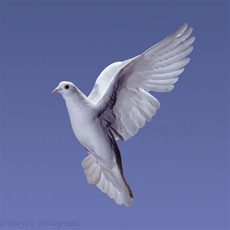 White Pigeon In Flight Series 2 Of 7 Photo Wp06615