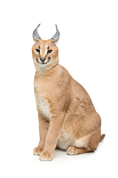 Best Caracal Stock Photos Pictures And Royalty Free Images Istock