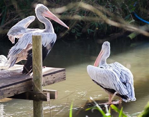 Pelicans Birdland Bourton On The Water Gloucestershire Flickr