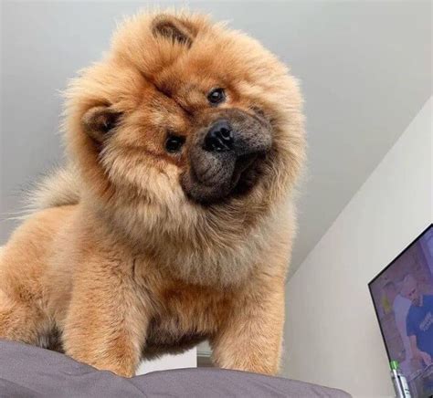 Chow Chow Dog Breed Information Pettime