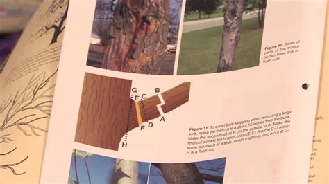 Pruning a tree is actually fairly easy to do and does not take much time. Gardening: Pruning : How to Prune Dwarf Fruit Trees - YouTube