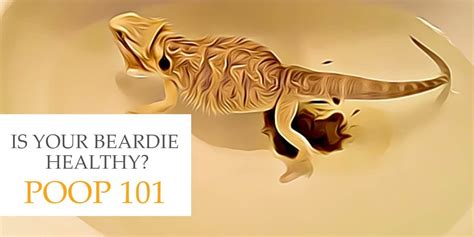 Poop 101 A Definitive Guide To Bearded Dragon Poop Beardie Guide