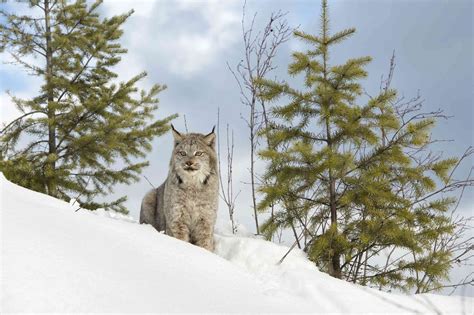 15 Animals That Live In The Taiga