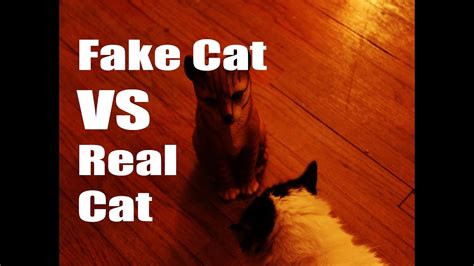 Real Cat Vs Fake Cat Playing With Cats Funny Cats Cat Prank Annoyed