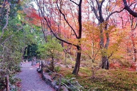 Hokyo In Temple Yes For Autumn Fall Colors In Arashiyama Photos 🗾🍁