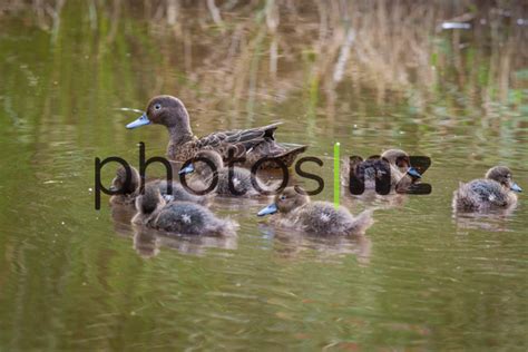 Brown Teal Ducklings New Zealand Stock Photos By Malcolm Pullman