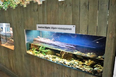 Alligator Enclosure Zoochat