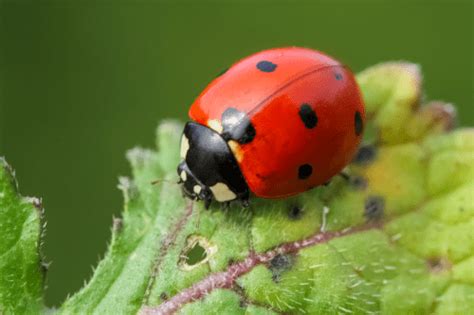 ladybugs vs asian lady beetles how to tell the difference hawx pest control