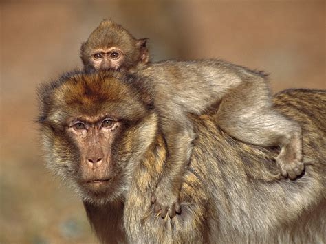 Encyclopaedia Of Babies Of Beautiful Wild Animals Amazing Baby Baboon