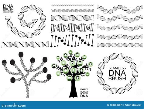 Genealogy Tree for Dna Ancestors Illustration Isolated Stock Vector