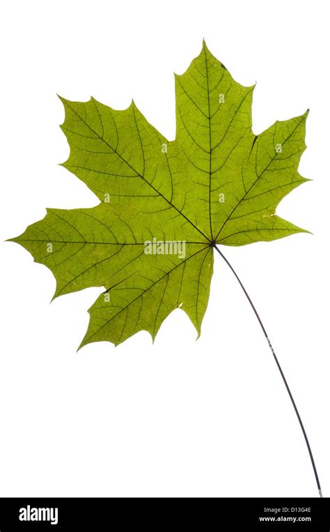 Dry Green Maple Tree Leaf On White Stock Photo Alamy