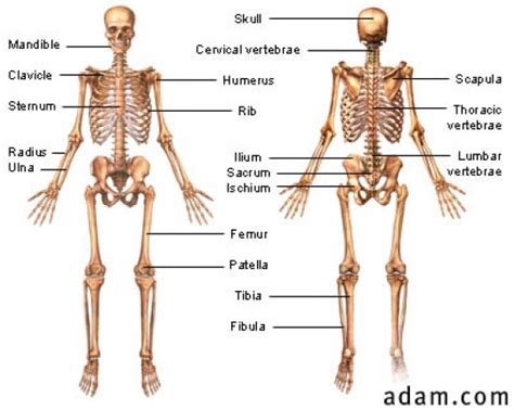 Skeletal System Webquest - Introduction