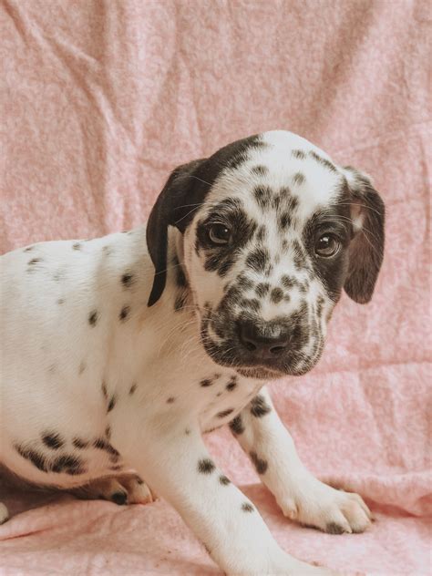 It's free to post an ad. Dalmatian Puppies For Sale | Yelm, WA #298973 | Petzlover