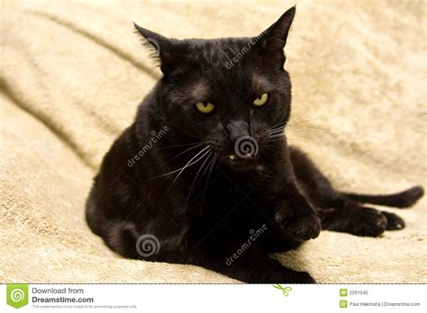 So i think that means the writer must have felt that date back is more appropriate here in the context. Mean Black Cat Royalty Free Stock Photo - Image: 2261045