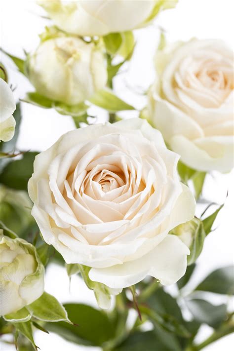 Sofie Voorn Spray Roses — High Quality Cultivars