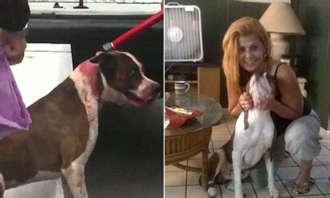 Scarface The Pit Bull Is Put Down After Mauling Owners In Tampa