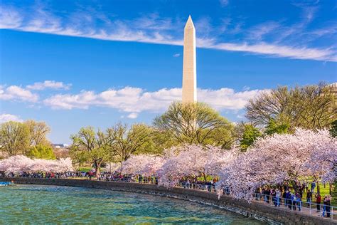 The Washington Monument Is Surrounded By Blooming Cherry Trees And