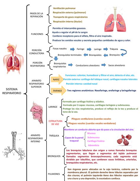 Funciones Y Estructura Del Sistema Respiratorio