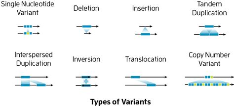Review How Long Read Sequencing Is Revealing Unseen Genomic Variation