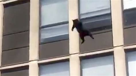 Cat Survives 5 Story Leap From Burning Apartment Building Flipboard
