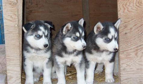 Husky Wolf Mix Howling Dog Breed Information