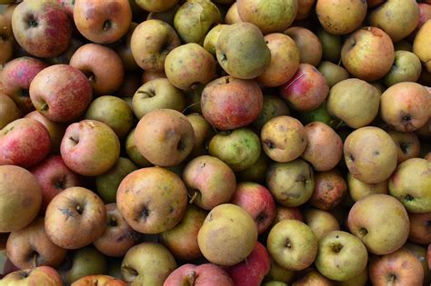 Images Gratuites Pomme Aliments Récolte Produire Fruits Pommes Automne Fruit Plante à