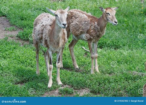 Two Female Mouflon In The Summer Stock Image Image Of European