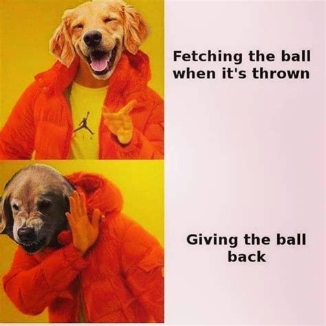 50 Funny Dog Memes To Wag Your Tail At Gallery Ebaums World