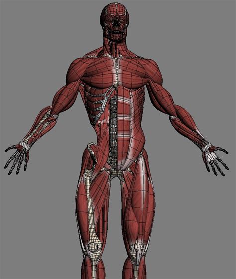 Male Anatomymusclesskeleton 3d Model