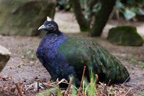 3 Most Common Types Of Peacockspeafowl With Pictures Pet Keen