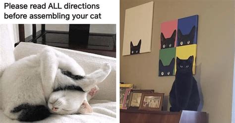 30 Cute And Funny Cat Memes To Get You Ready For Caturday I Can Has