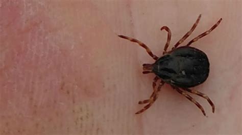 Giant ‘hunter Tick Found In Sweden For First Time