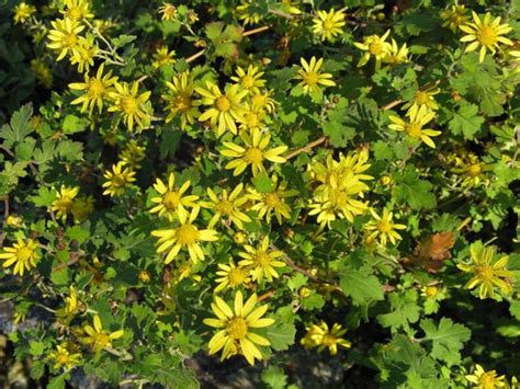 Wild Chrysanthemum Taxa Explore Tibet