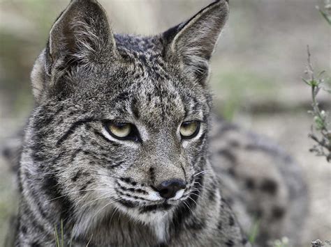 Lynx, the trading name of 'coastal red ltd', is an independent bus company based in king's lynn and operating services across west and north. The Iberian Lynx Will Go Extinct In 50 Years - Business Insider