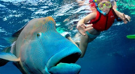 Reef Day Tour Experience Cairns Best Reef Tour