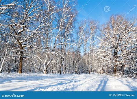 Forest Clearing In Sunny Winter Day Stock Image Image Of Bare Russia