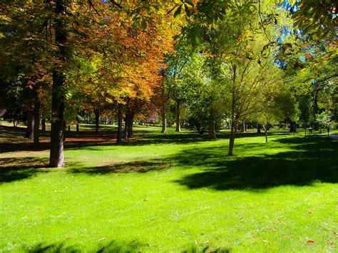 Images Gratuites Paysage Arbre La Nature Forêt Chemin Herbe