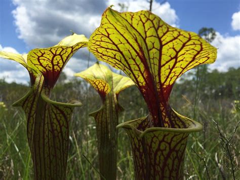 Captivating Carnivorous Plants Community Blogs