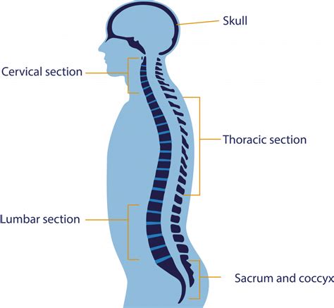 The head is connected with trunk by the neck. Brain & Spine Foundation | Anatomy of the brain and spine