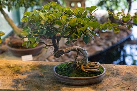 The Art Of Bonsai And Its History