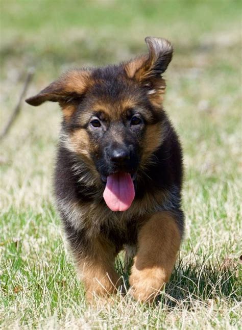 Vom Ragnar Solid Black And Black Red German Shepherd Puppies For Sale