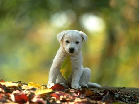 Lovely Wallpapers Little Cute Animals Wallpapers 2013 49 Animal