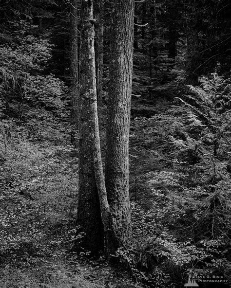 Trees Ford Pinchot National Forest Washington 2019 Ford