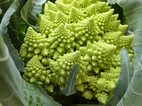 What Is The Difference Between Romanesco Cauliflower And Broccoli