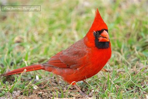Beautiful Cardinal Birds And Blooms