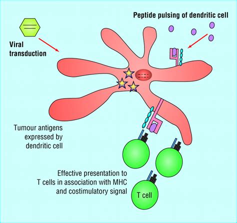Cellular Immunotherapy For Cancer The Bmj