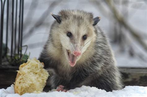 13 Things Possums Like To Eat Most Diet Care And Feeding Tips